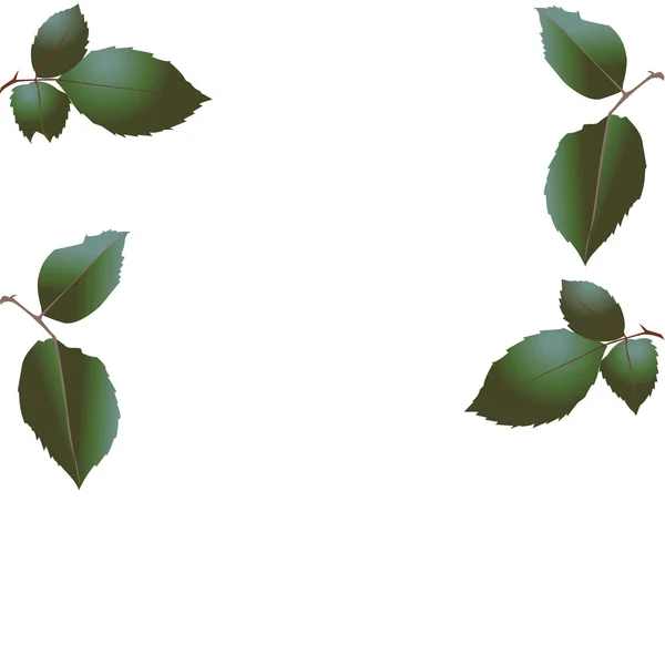 Grüne Blätter eines Baumes. Vektor — Stockvektor