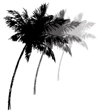 üç siyah siluetler ve palmiye ağaçlarının