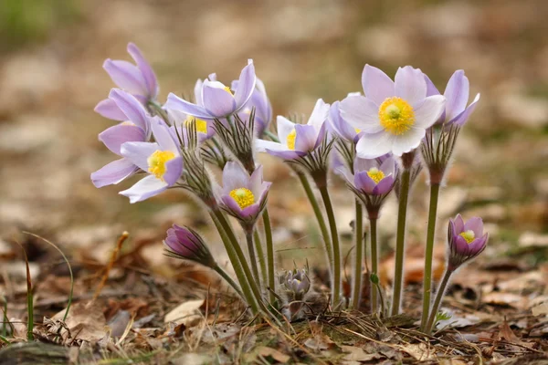 Pasque-çiçek — Stok fotoğraf
