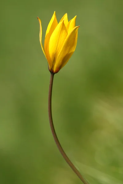 Tulipán Imagen de stock
