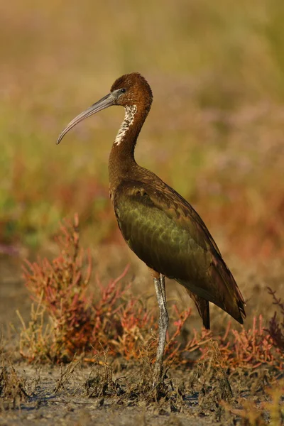 stock image Plegadis falcinellus