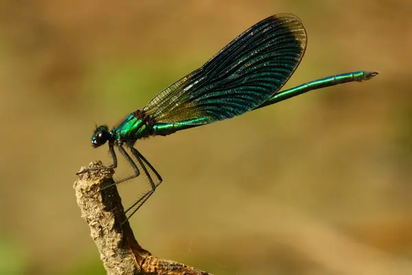 stock image Dragonfly