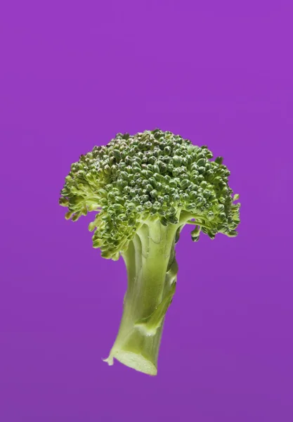 Gröna broccoli på violett — Stockfoto
