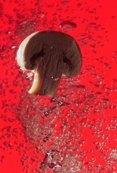 Cogumelo de campo com bolhas de ar — Fotografia de Stock