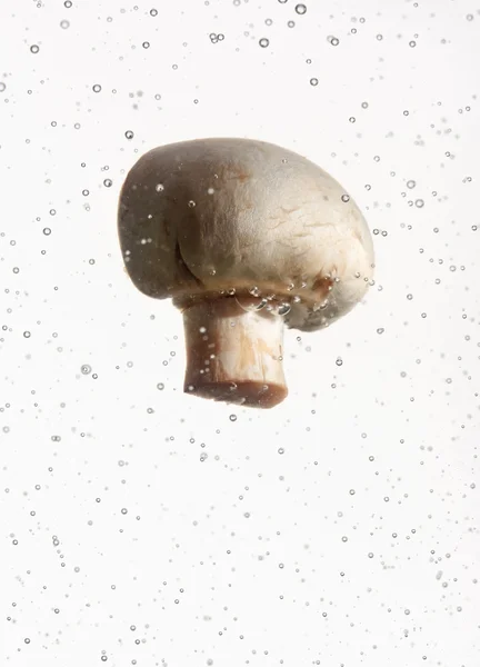 气泡水中字段蘑菇 — 图库照片