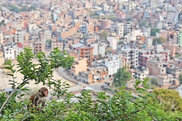 Monkey on the mulberry tree — Stok fotoğraf