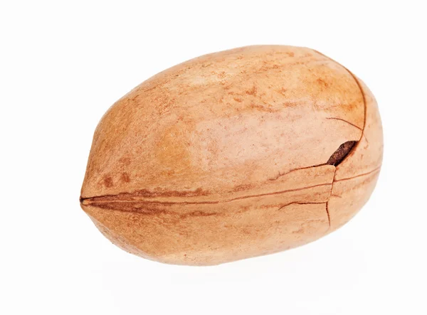 One whole single pecan nut isolated on white — Stock Photo, Image