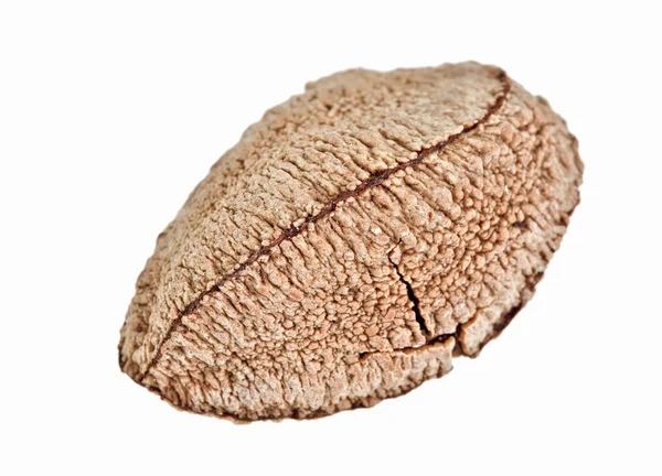 One whole single pecan nut isolated on white — Stock Photo, Image