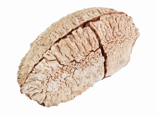 Jeden celý singl skořápky brazilský ořech, izolované na bílém — Stock fotografie