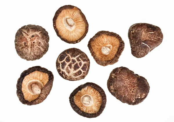 Сухие полевые грибы, изолированные на белом — стоковое фото
