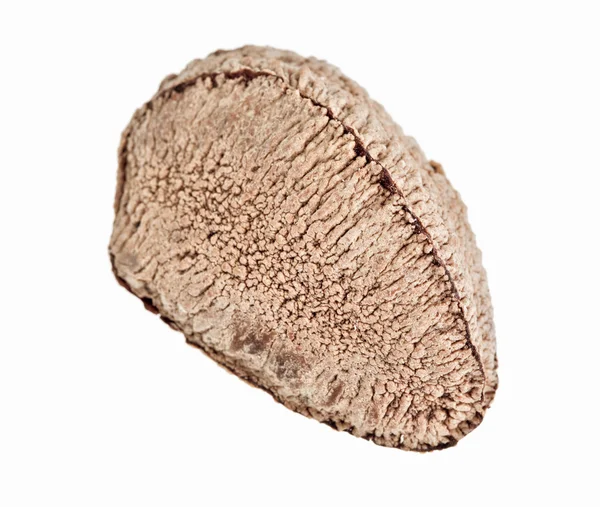 One whole single brazil nut isolated on white background — Stock Photo, Image