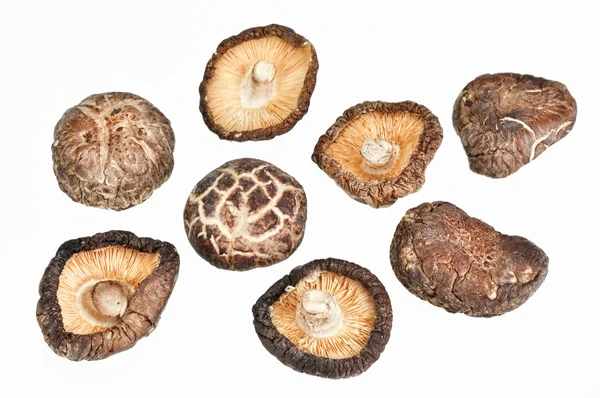 Dried field mushrooms isolated on white — Stock Photo, Image