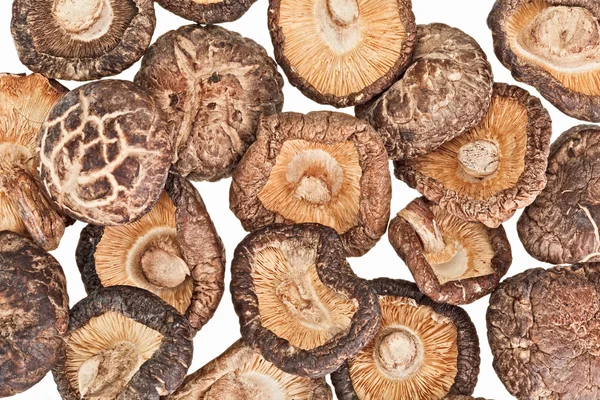 Dried field mushrooms isolated on white — Stock Photo, Image