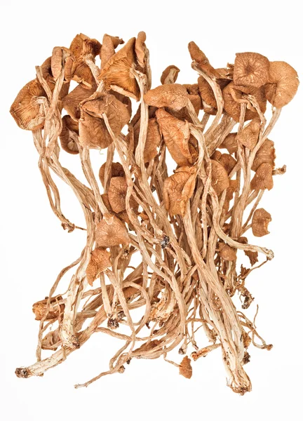 Сушені армілярії (кільця) гриби ізольовані на білому — стокове фото