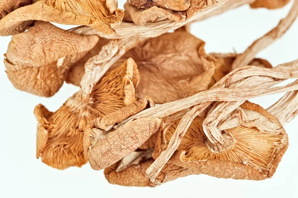 Armillaria seca (anel de fadas) cogumelos isolados em branco — Fotografia de Stock