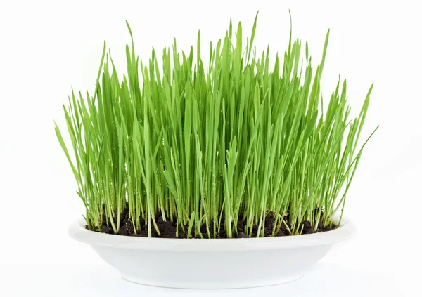 Fresh new green grass in white plate