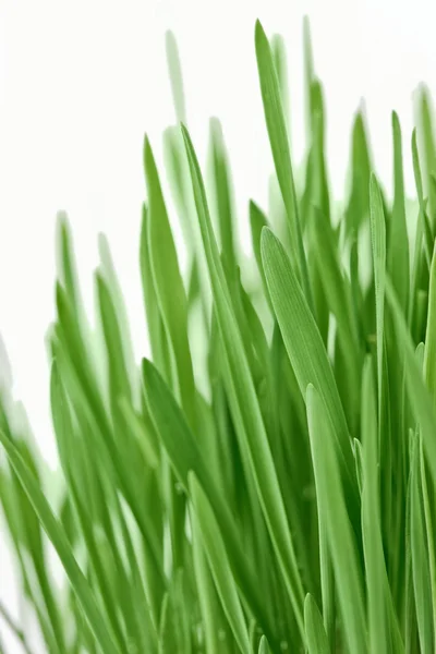 新鮮な新しい緑の草の背景 — ストック写真