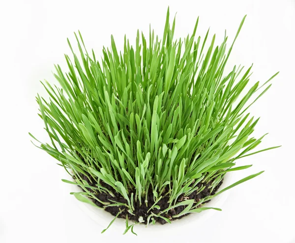 Färska nya grönt gräs i vit platta — Stockfoto