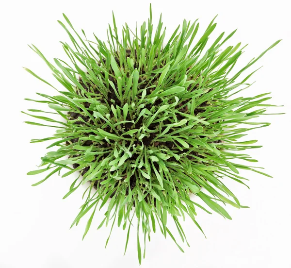 Fresh new green grass in white plate — Stok fotoğraf
