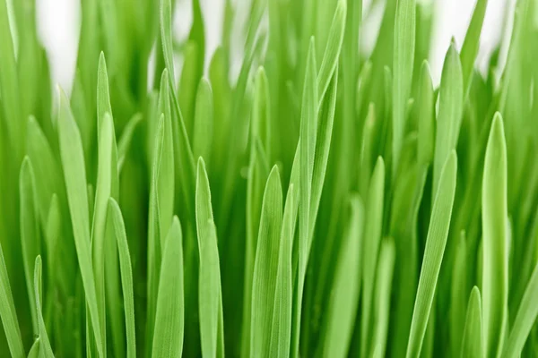 Fresco nuovo sfondo erba verde — Foto Stock