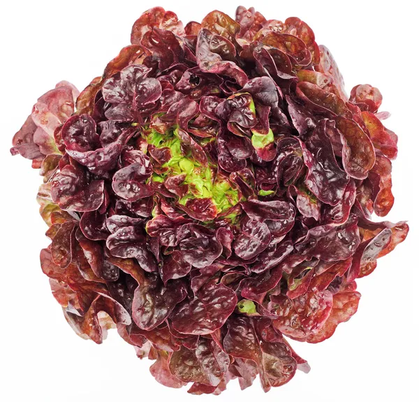 Vöröskáposzta saláta fej elszigetelt fehér — Stock Fotó