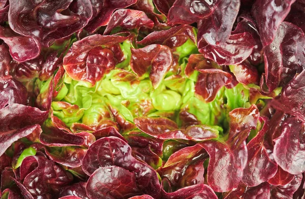 Red cabbage lettuce head background — Stock Photo, Image