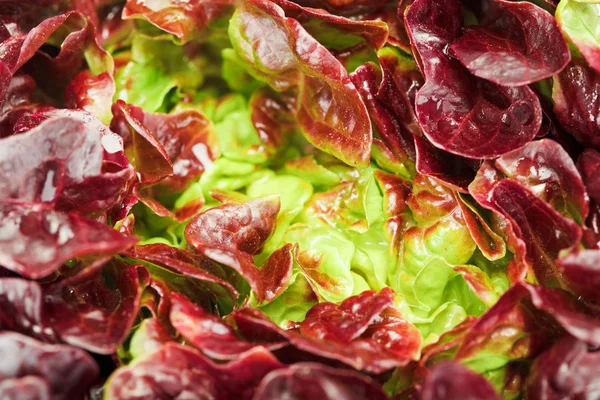 Vöröskáposzta saláta fej háttér — Stock Fotó