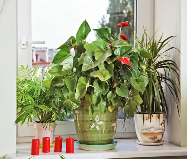 Bloemen en rode kaarsen op vensterbank — Stockfoto