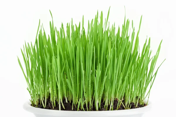 Fresh new green grass in white plate — Stock Photo, Image