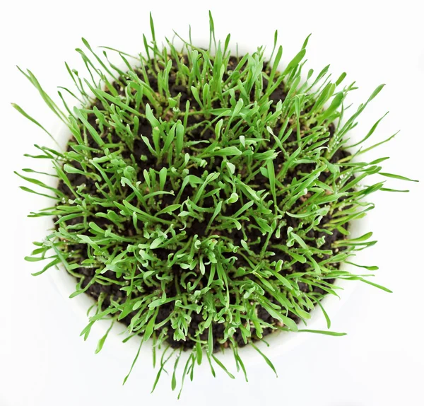 Čerstvé nové zelené trávě v bílé desky — Stock fotografie