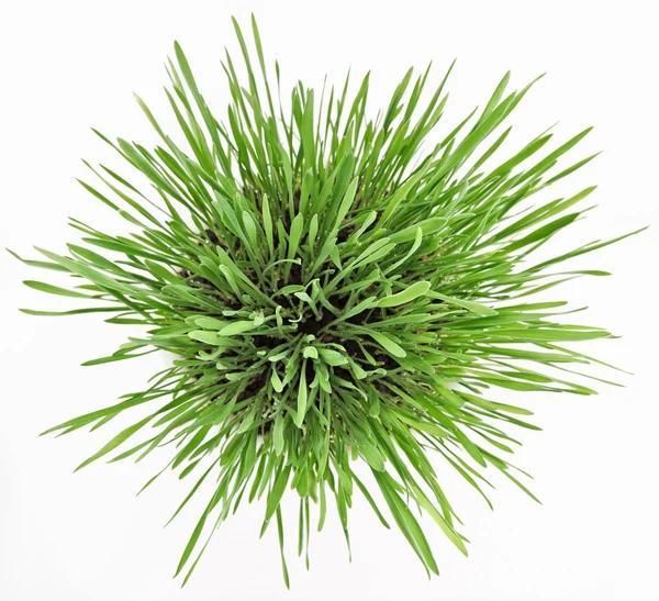 Fresh new green grass in white plate — Stok fotoğraf