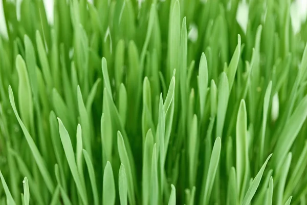 Novo fundo grama verde fresco — Fotografia de Stock