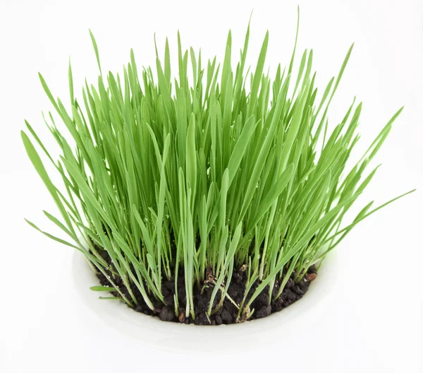Fresh new green grass in white plate — Stockfoto