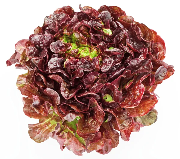 Червона капуста листя салату ізольовані на білому — стокове фото