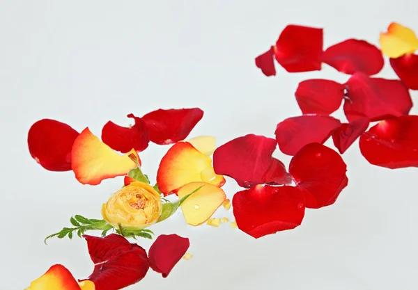 Pétalas de rosa vermelhas e amarelas flutuando na água — Fotografia de Stock