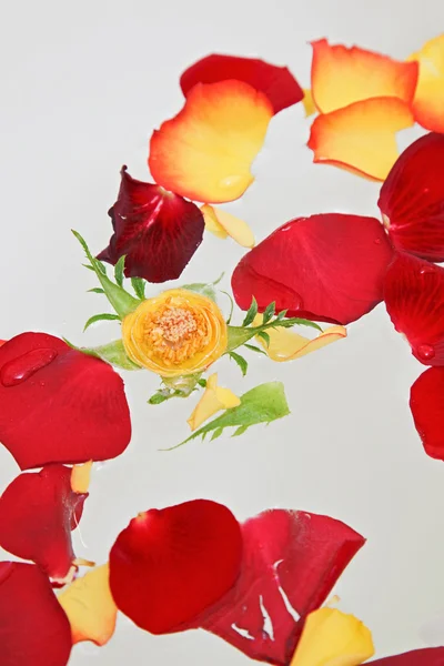 Red and yellow rose petals floating in water — Stock Photo, Image