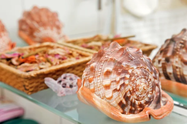 Decoración de concha de mar en el estante del baño — Foto de Stock