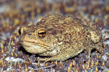 Big earth frog (bufonidae) sitting on brown moss clipart