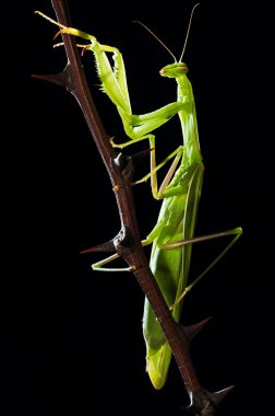 Green mantis sitting on thorny sprig clipart
