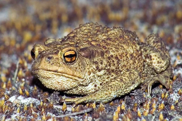 Big earth frog (bufonidae) sitting on brown moss — Stock Photo, Image