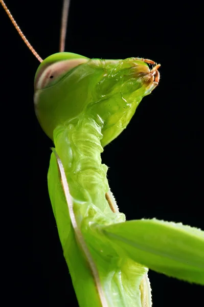 Verde mantis cabeça retrato macro vista — Fotografia de Stock