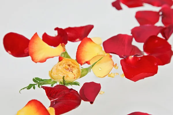 Petali di rosa rossa e gialla galleggianti in acqua — Foto Stock