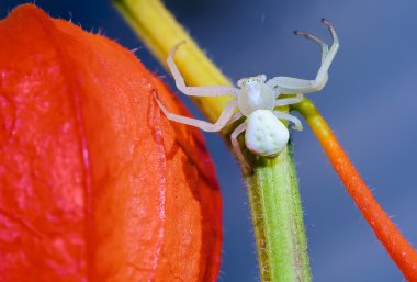 Flower (crab) spider (Misumena vatia) on red Physalis clipart