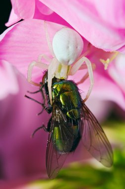 Flower (crab) spider (Misumena vatia) eating green fly on pink p clipart
