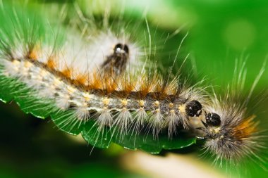 Three tussock moth caterpillars on mulberry leaf clipart