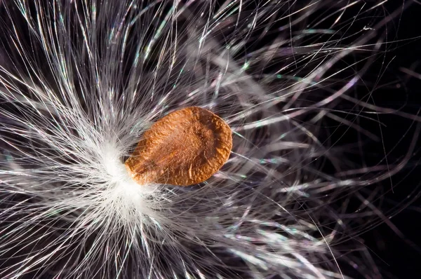 Одуванчик с пушистым семенем на черном макровидении — стоковое фото