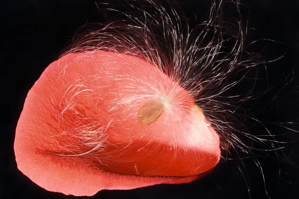 Pétale de rose écarlate avec des graines duveteuses de pissenlit sur noir — Photo