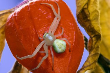 Flower (crab) spider (Misumena vatia) on red Physalis clipart