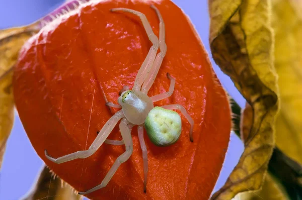 stock image Flower (crab) spider (Misumena vatia) on red Physalis