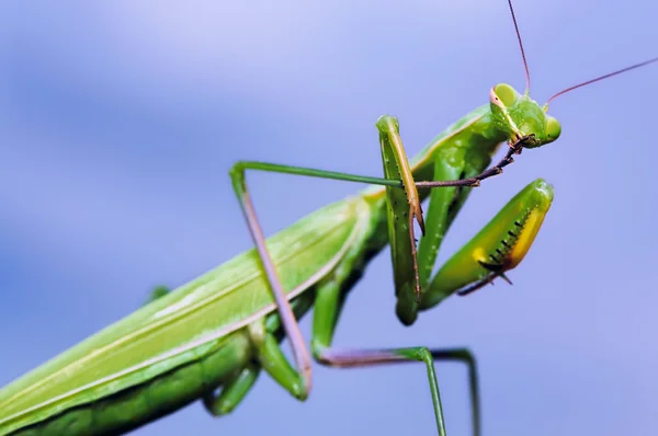 stock image Green mantis washing itself on blue sky background